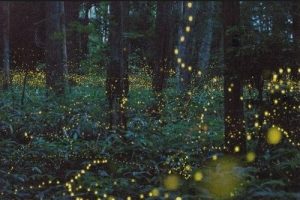 Nuit d'été